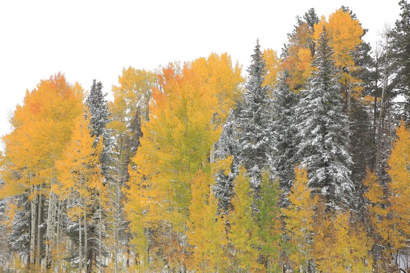 0071-3B9A5850-Winter & Fall in Northern Arizona.jpg