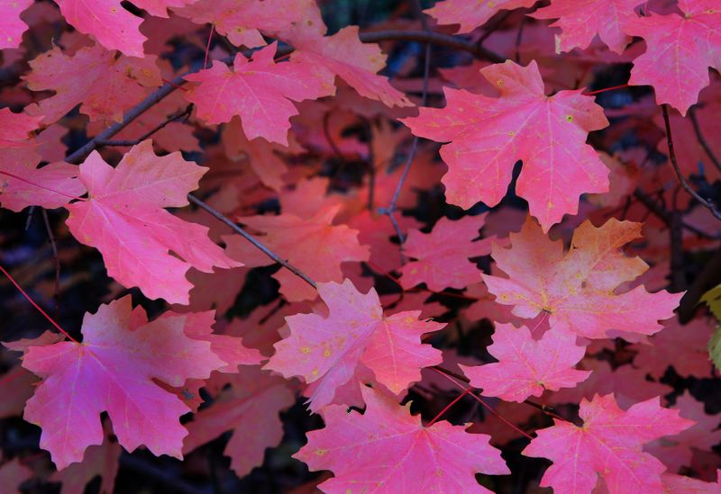 0075-IMG_8679-Maple Leaves in the Fall.jpg