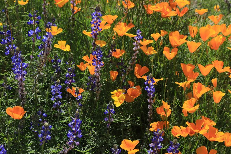 0044-3B9A0183-Arizona Wildflowers-.jpg