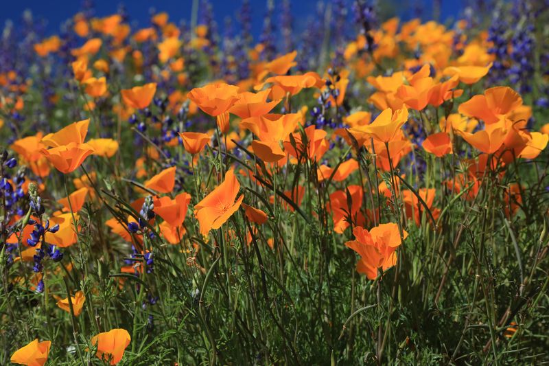 0045-3B9A0192-Arizona Wildflowers-.jpg