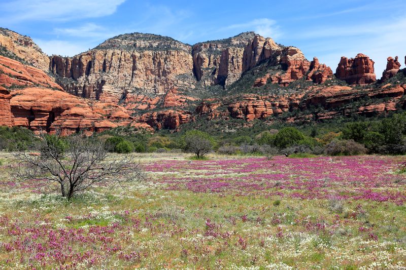 0051-3B9A0411-Sedona Wildflowers.jpg