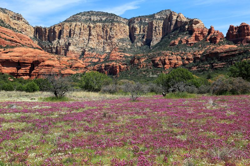 0054-3B9A0499-Sedona Wildflowers.jpg
