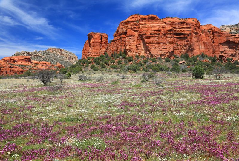 0056-3B9A0654-Sedona Wildflowers.jpg