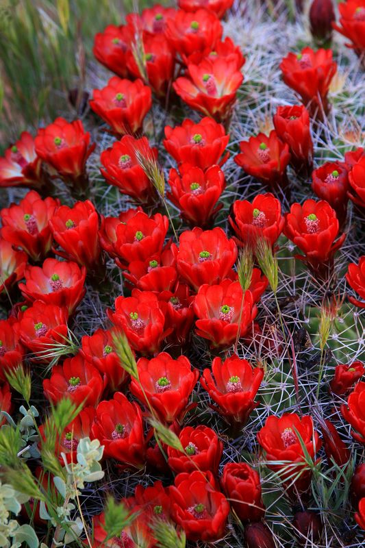 0057-IMG_0310-Hedgehog Cactus Blossoms.jpg