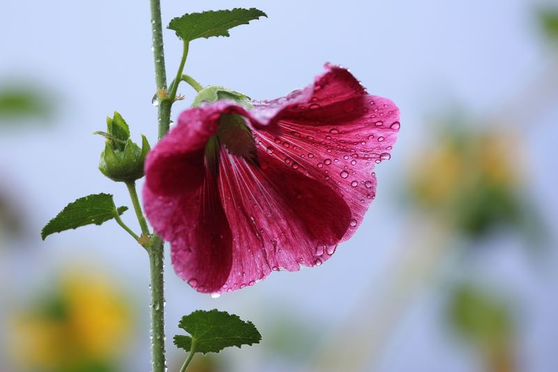 0059-3B9A3947-After the Rain.jpg