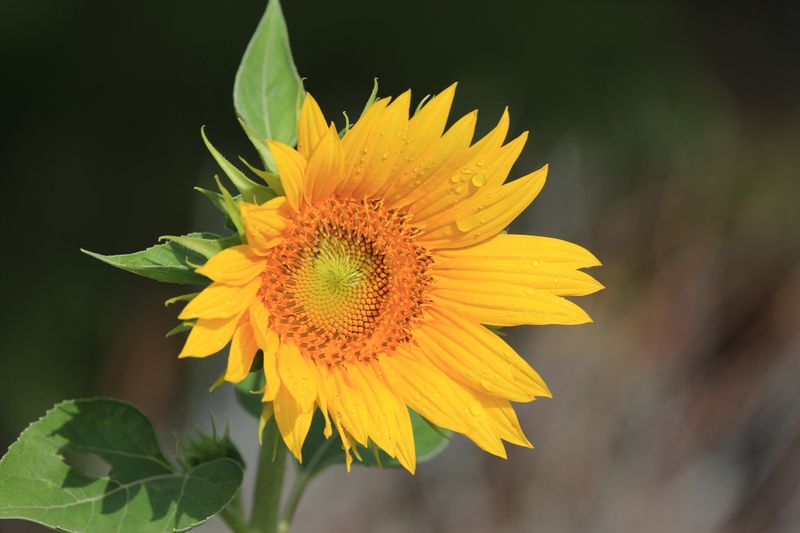 0060-3B9A4078-Wild Sunflower after a Summer Rain.jpg