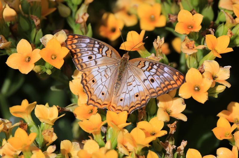 0065-3B9A8340-Butterfly.jpg