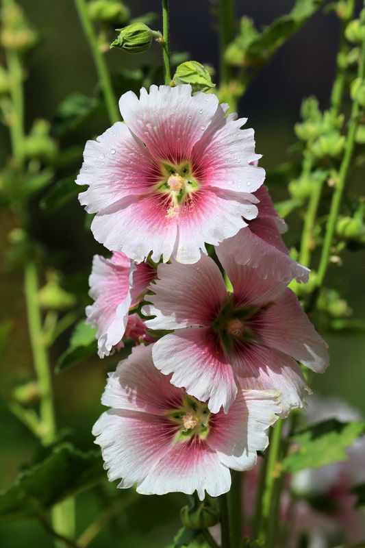 0069-3B9A9539-Hollyhock Flowers.jpg