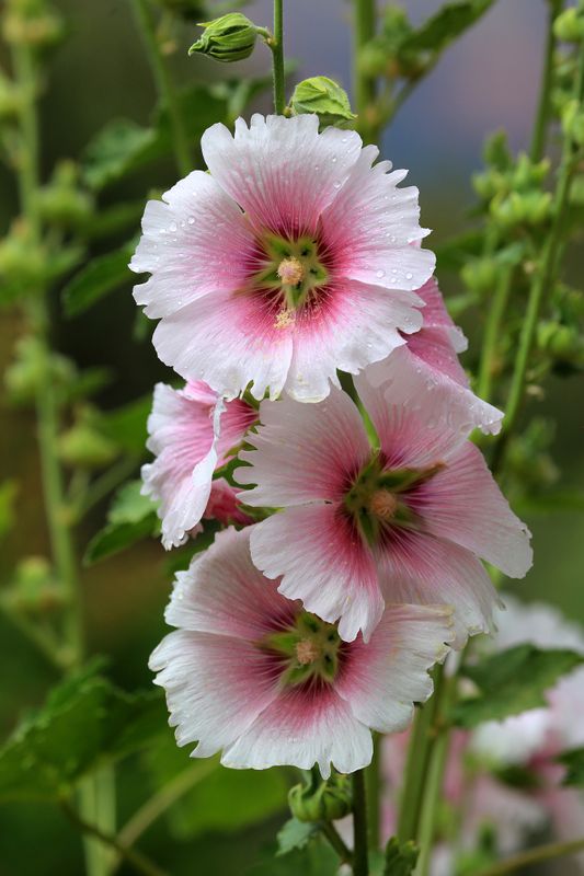 0070-3B9A9573-Hollyhock Flowers.jpg