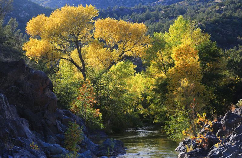 019-3B9A0397-Northern Arizona Cottonwoods in the Fall.jpg