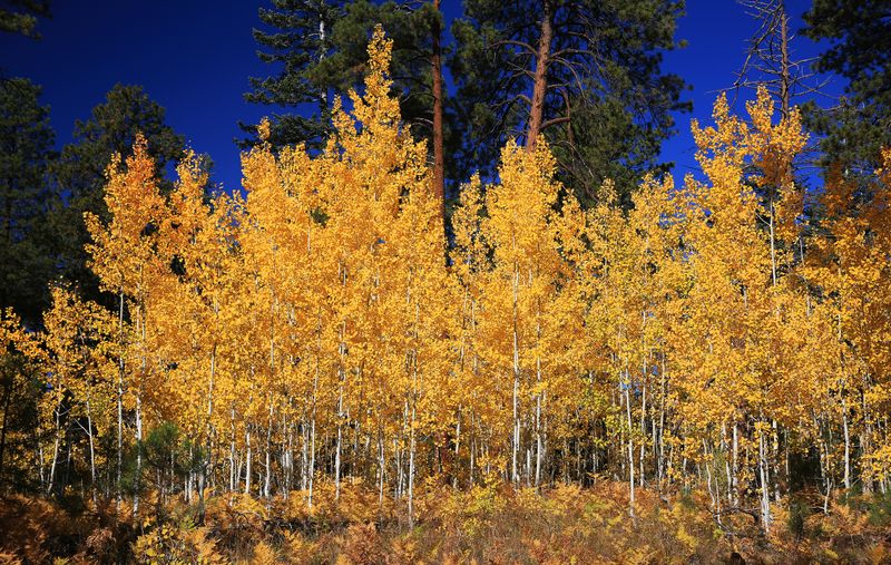 0057-3B9A5237-Beautiful Aspen Trees along the Widforss Trail, Grand Canyon North Rim.jpg