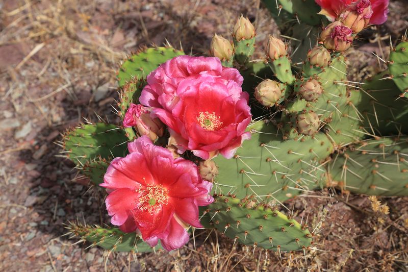 013-3B9A1371-Cactus Flowers along the Trail.jpg