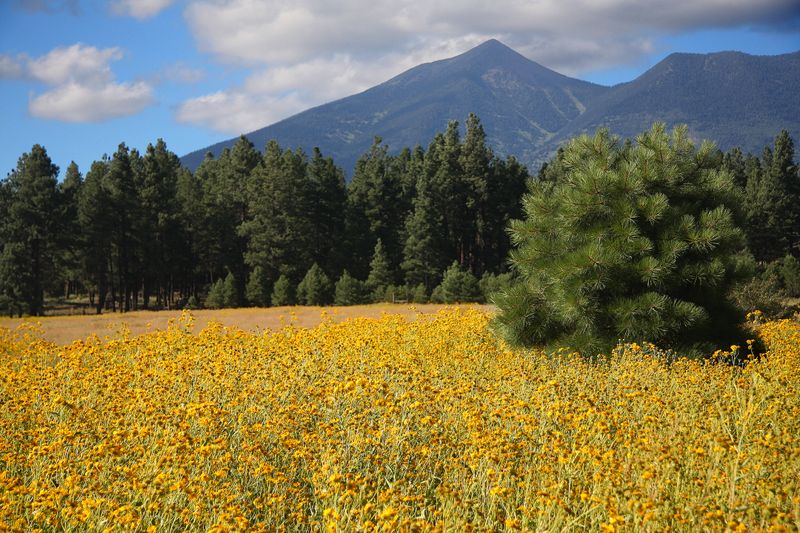 0035-IMG_0093-Views of the San Francisco Peaks, Flagstaff.jpg