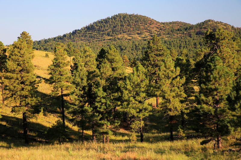 0043-3B9A5182-Ponderosa Pine Trees at Sunset, Flagstaff.jpg