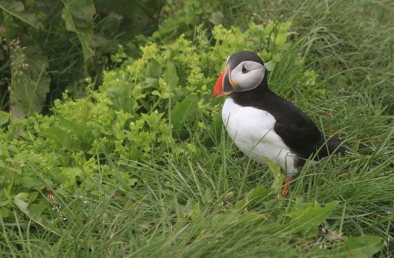 013-3B9A0753-Atlantic Puffin in Iceland.jpg