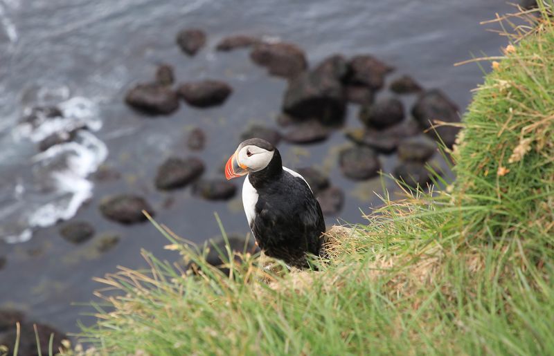 035-3B9A1667-An Atlantic Puffin Nesting on the Latrabjarg Cliffs in the Westfiords of Iceland.jpg