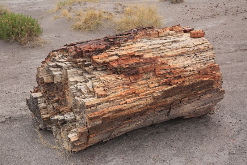 005-3B9A0499-Magnificent Specimen of Petrified Wood.jpg