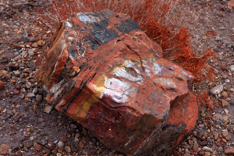 0074-IMG_0321-Petrified Wood.jpg