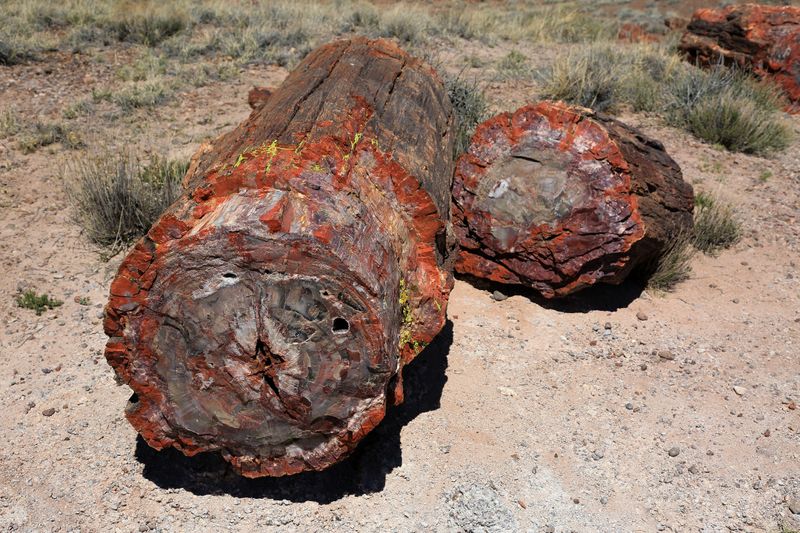 0083-3B9A7953-Petrified Wood.jpg