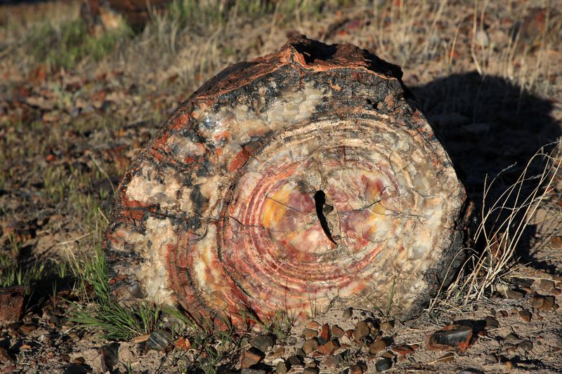 0092-3B9A9290-The Glory of Petrified Wood.jpg