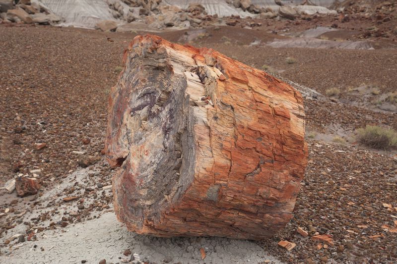 00116-3B9A0560-Petrified Wood.jpg
