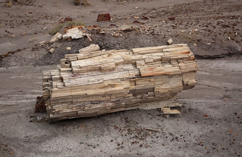 00140-3B9A0506-Petrified Wood.jpg