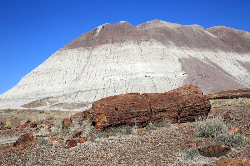 00150-3B9A8887-Views of Petrified Wood along the Long Logs Trail.jpg