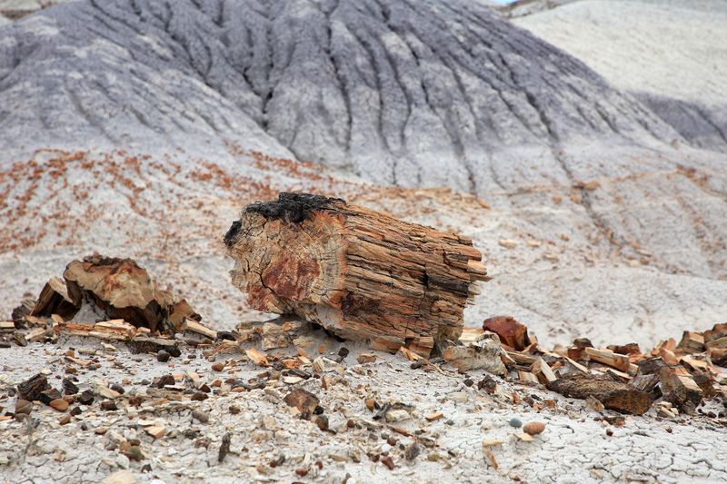 00157-3B9A8598-Petrified Wood in the Painted Desert.jpg