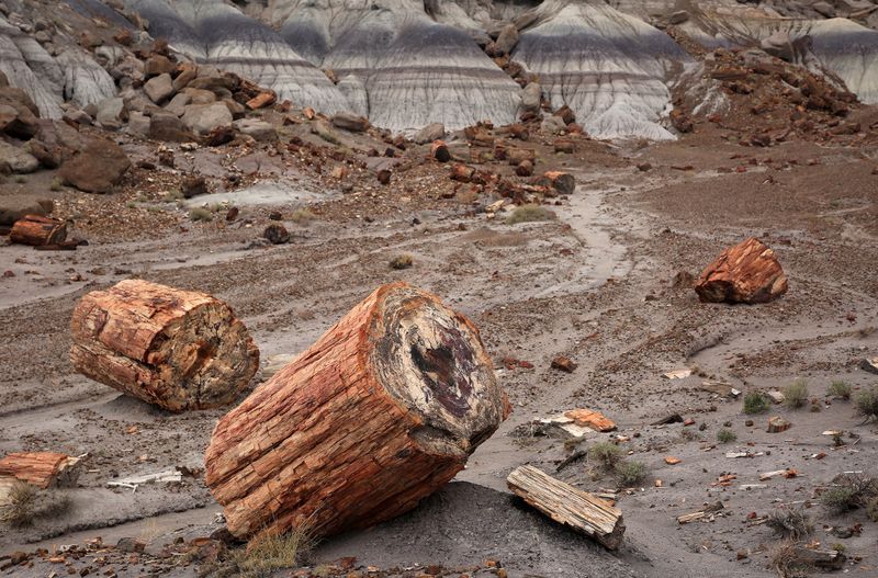 00161-3B9A0540-Petrified Wood in the Painted Desert.jpg