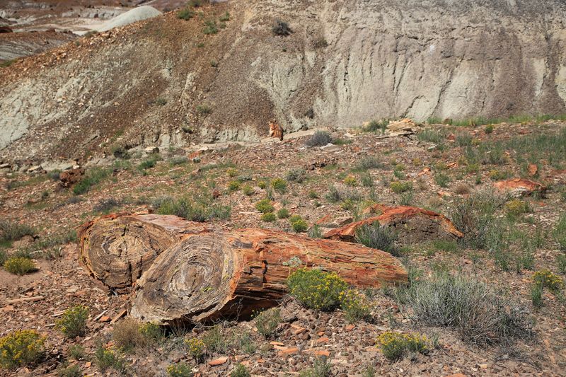 00167-3B9A1230-Petrified Wood.jpg