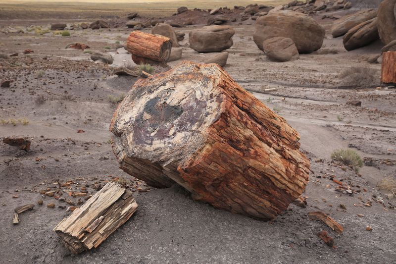 00214-3B9A0543-Petrified Wood.jpg