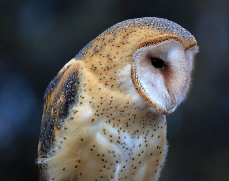 02-3B9A4139-Barn Owl.jpg