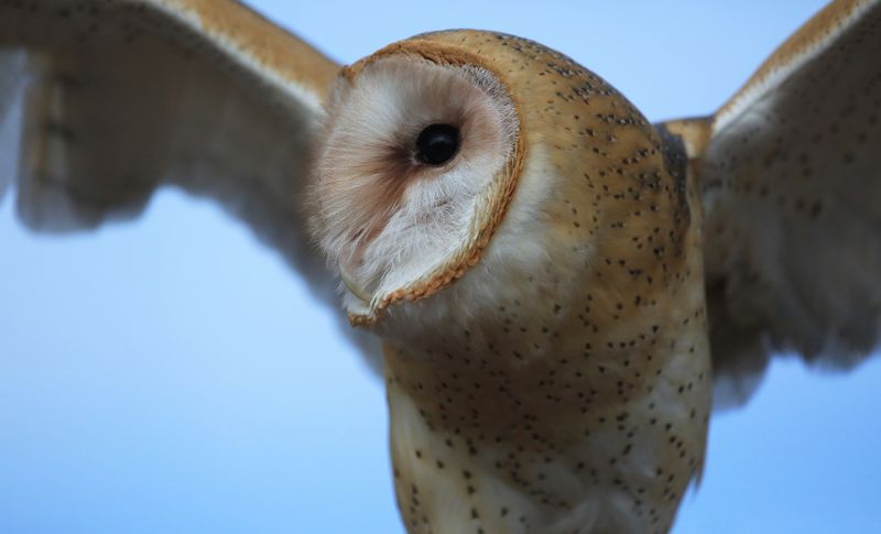 06-3B9A4236-Barn Owl.jpg