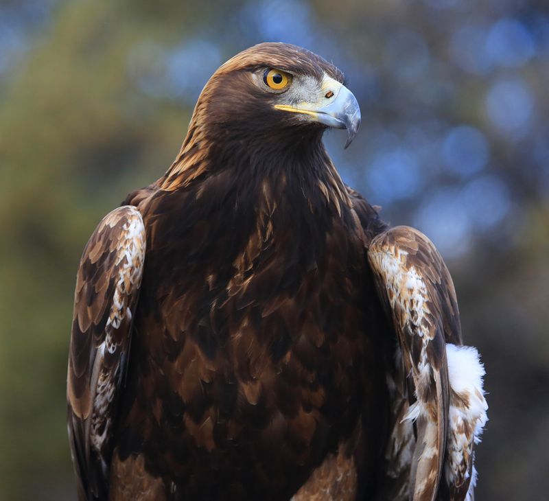 07-3B9A3678-Golden Eagle.jpg
