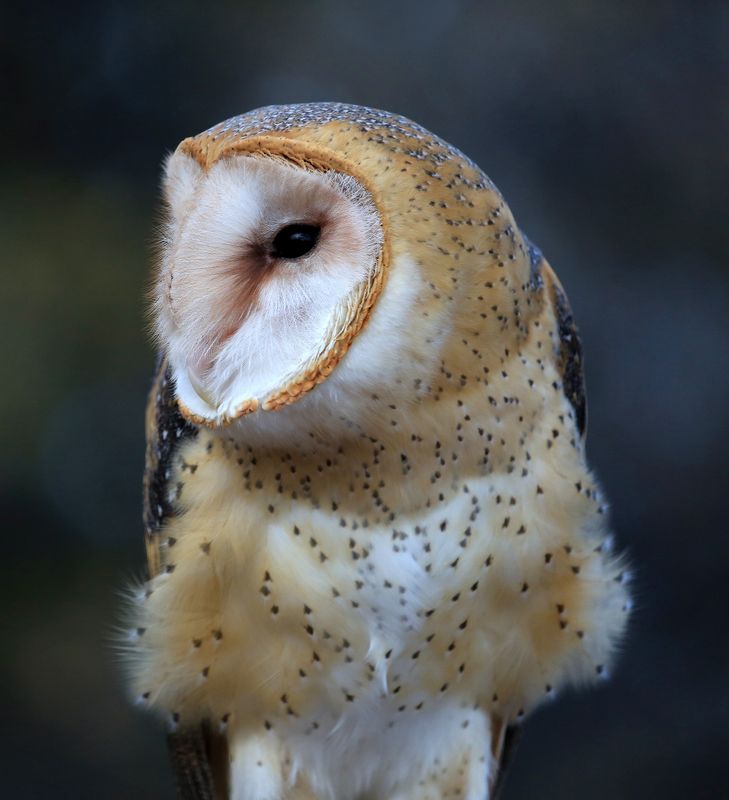 08-3B9A4285-Barn Owl.jpg