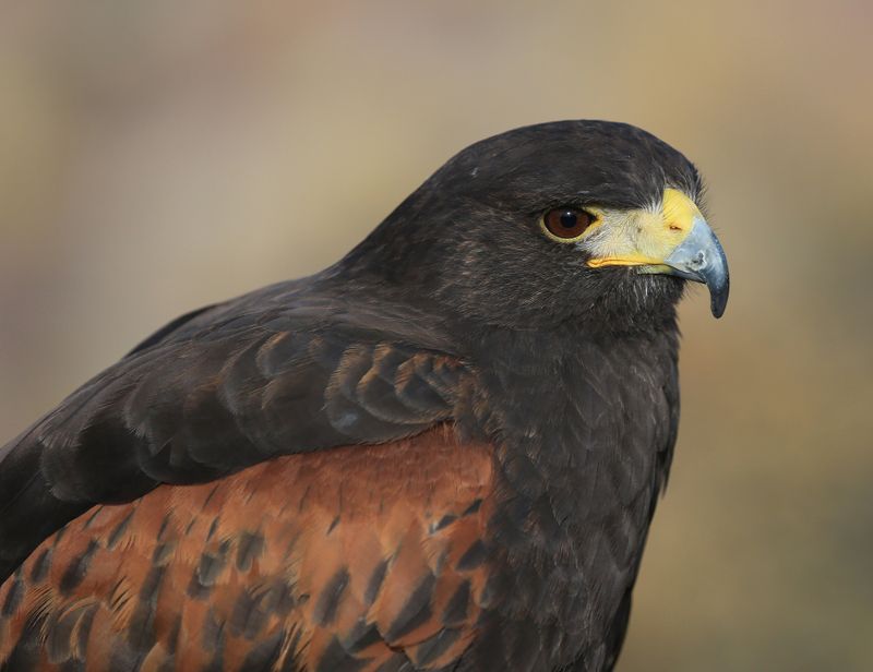 015-3B9A4504-Harris Hawk.jpg