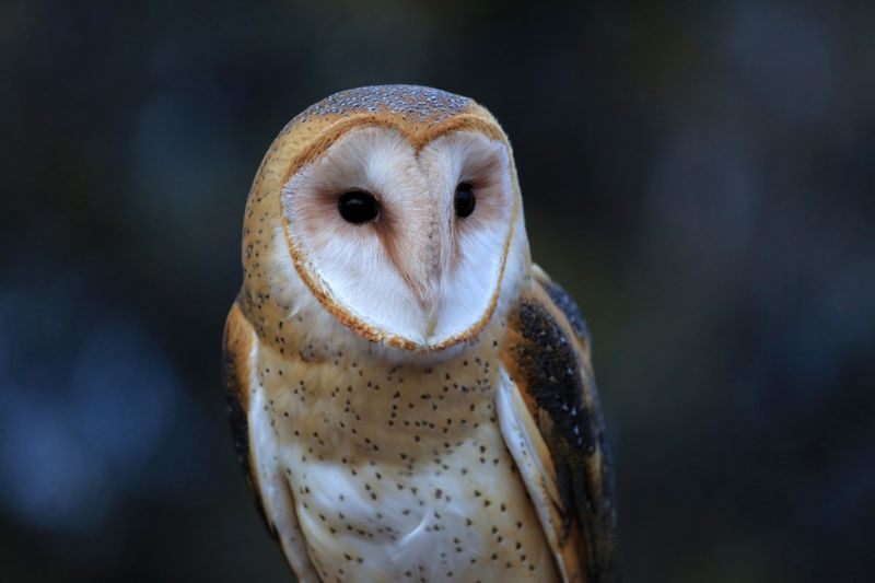 022-3B9A4067-Barn Owl.jpg