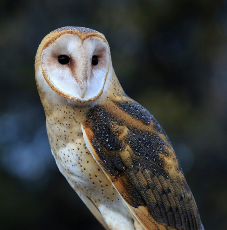 025-3B9A4221-Barn Owl.jpg