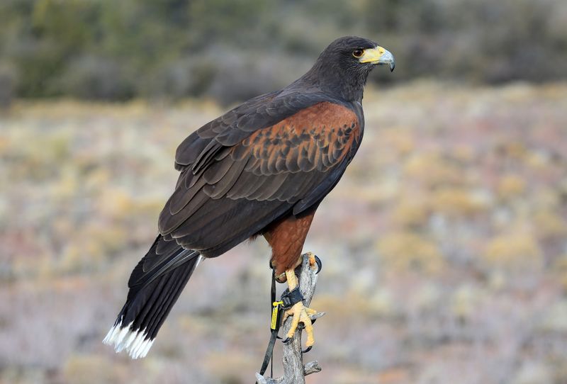 031-3B9A4369-Harris Hawk.jpg