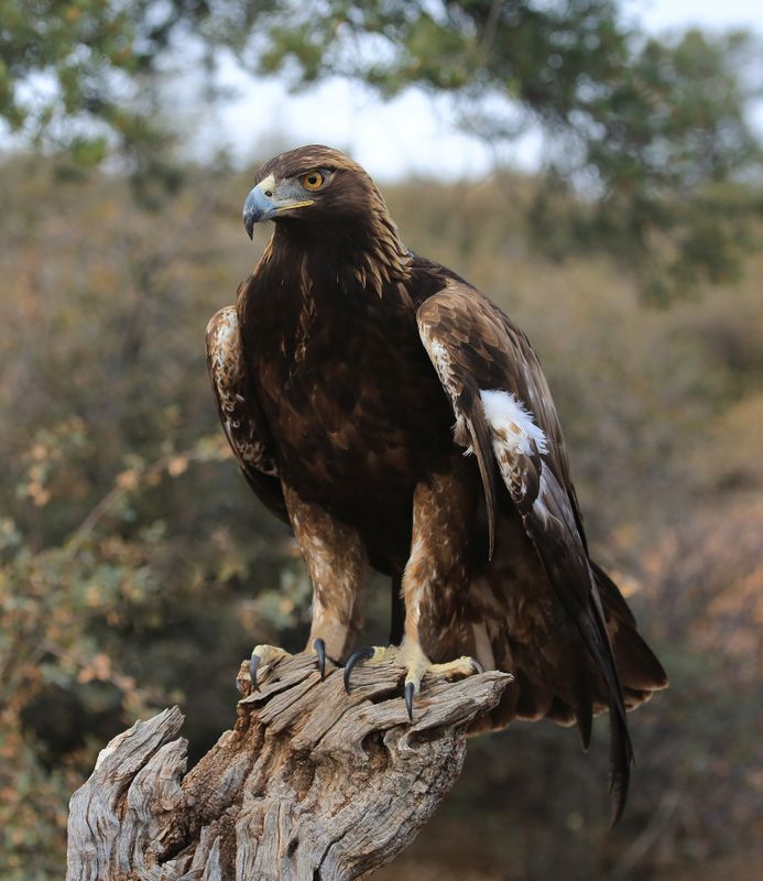 032-3B9A3657-Beautiful Golden Eagle.jpg
