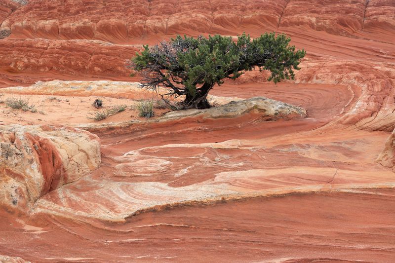 #07-3B9A6649-White Pocket Landscape.jpg