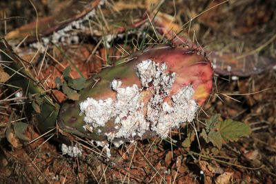 0034-3B9A7689-Cochineal on Prickly Pear Cactus Pad.jpg