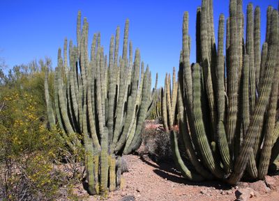 0036-3B9A8405-Organ Pipe Cactuses.jpg