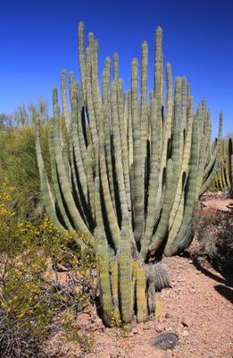 0037-3B9A8422-Organ Pipe Cactus.jpg