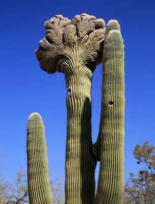 0038-3B9A8429-Cactus.jpg