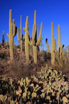 0019-IMG_9797-Sonoran Desert Cactuses.jpg