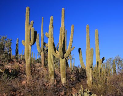 0020-IMG_9791-Saguaro Cactuses.jpg