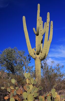 0021-IMG_9725-Sonoran Desert Landscape.jpg