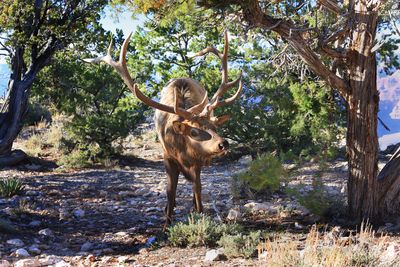 0059-IMG_9090-Bull Elk at the Grand Canyon.jpg