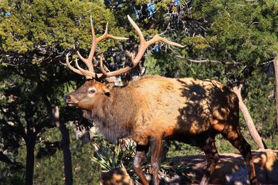 0060-IMG_9062-Bull Elk at the Grand Canyon.jpg